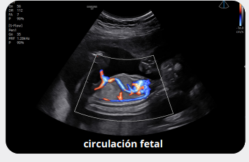 circulacionfetal